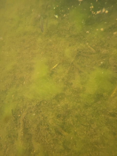 Algues filamenteuses