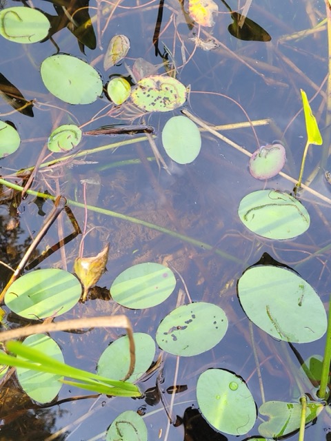 Brasénie de Schreber 