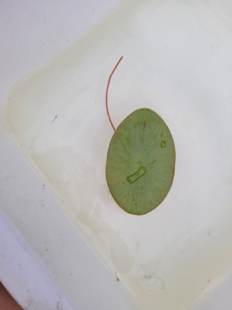 Brasénie de Schreber 