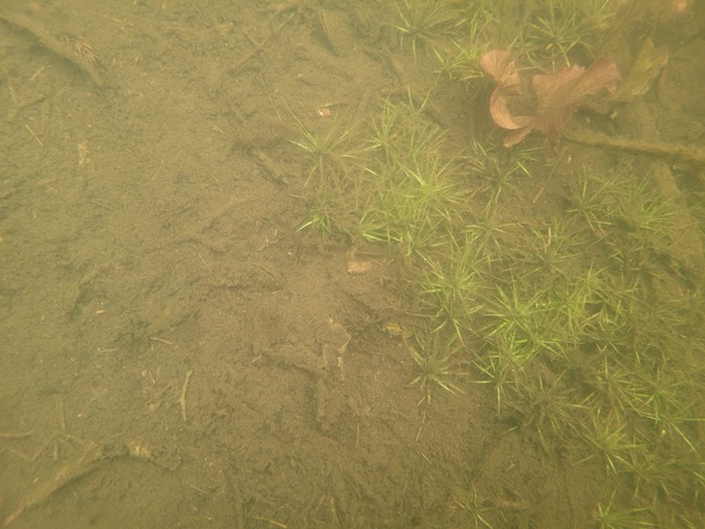 Ériocaulon aquatique