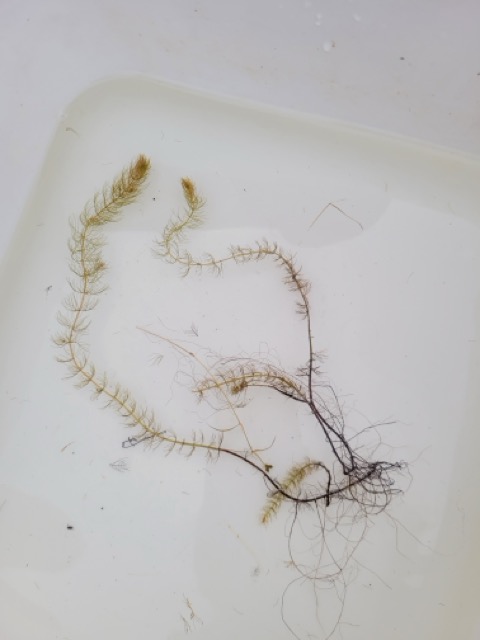 Myriophylle indigène
