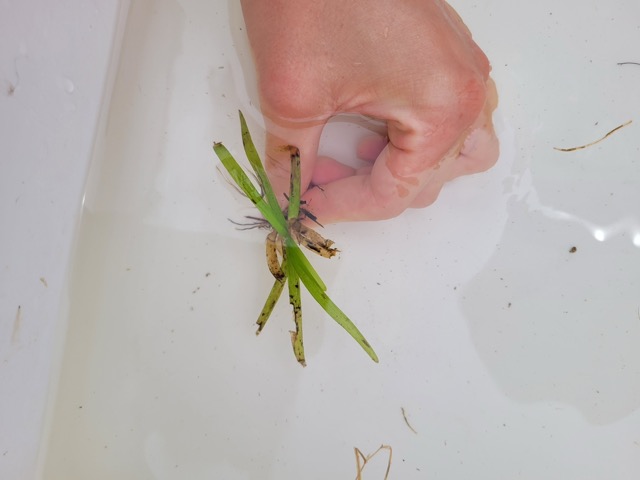 Pontédérie cordée f. taenia Fassett