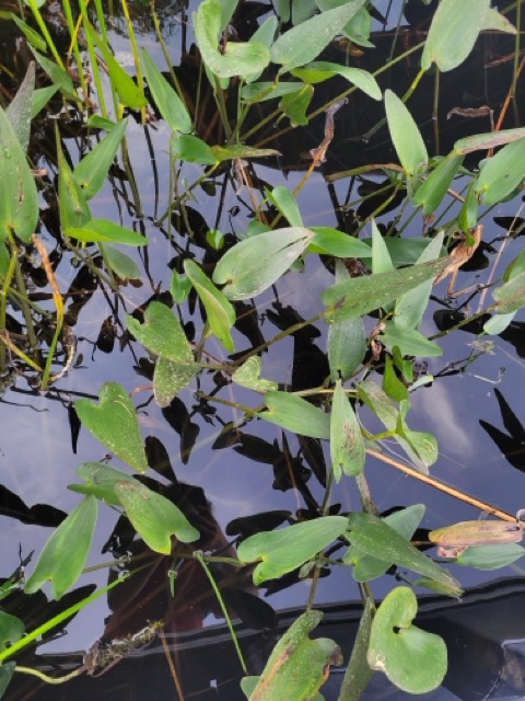 Pontédérie cordée