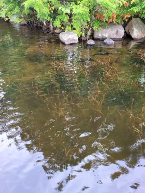 Vallisnérie d'Amérique 